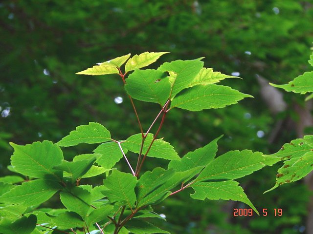 No.0456　自然教育園「しろかねの森」三題_f0104277_8154745.jpg