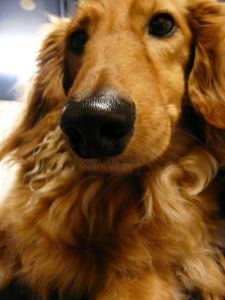 2009年5月19日 Ufficio だいぶ進行中_b0098584_5571584.jpg