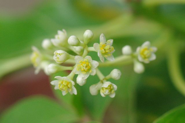 ■　目立たない木の花　　　09.5.20　　　（クスノキ、ゴンズイ、ヤマウコギ）_e0070891_18162753.jpg