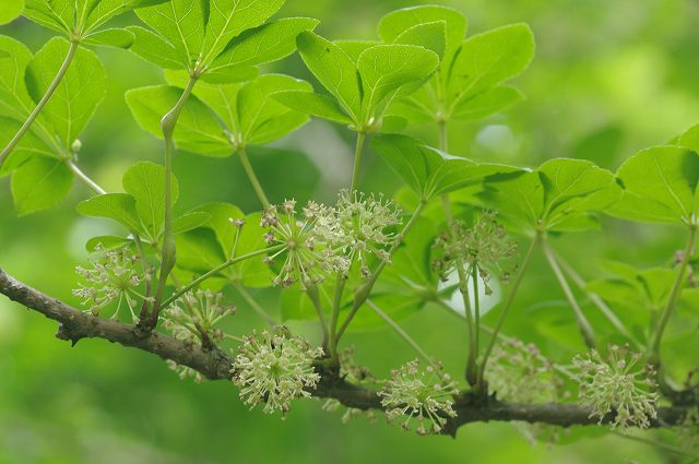 ■　目立たない木の花　　　09.5.20　　　（クスノキ、ゴンズイ、ヤマウコギ）_e0070891_183513100.jpg