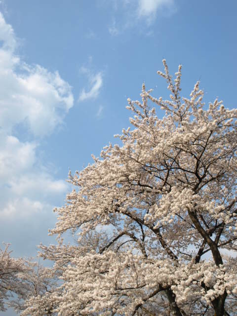 2008年桜紀行①_d0147993_861462.jpg