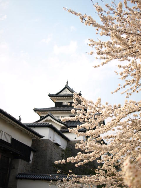 2008年桜紀行①_d0147993_871425.jpg