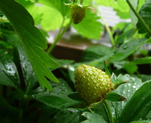 f0146198_12461134.jpg