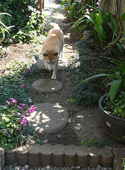 d0020309_6255329.gif