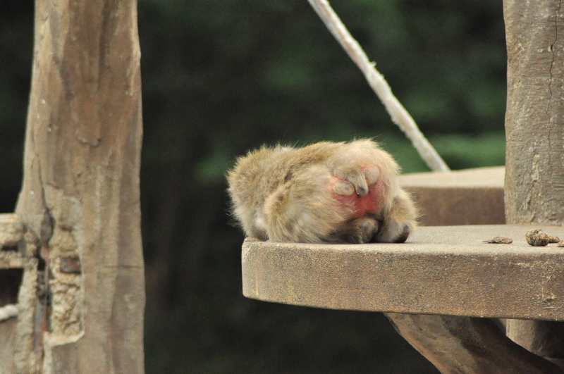 久しぶり、多摩動物園_b0181516_22381957.jpg