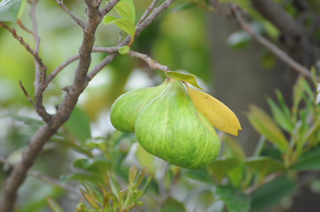 カルガモと大金鶏菊・虫こぶ・鼬萩・姫空木・更紗空木・下野_a0037019_6103472.jpg