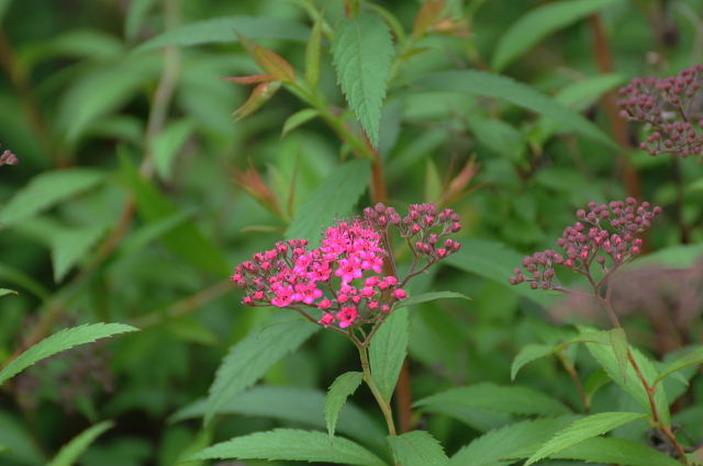 カルガモと大金鶏菊・虫こぶ・鼬萩・姫空木・更紗空木・下野_a0037019_6171883.jpg