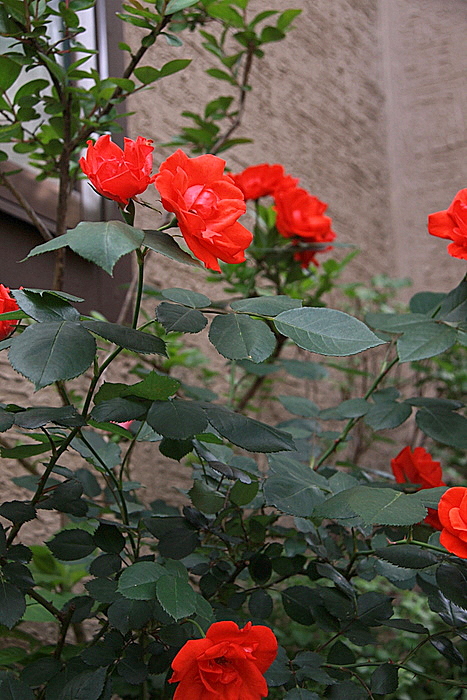 My　Rose　garden_b0165522_14365529.jpg