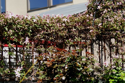 f0170524_1951886.jpg