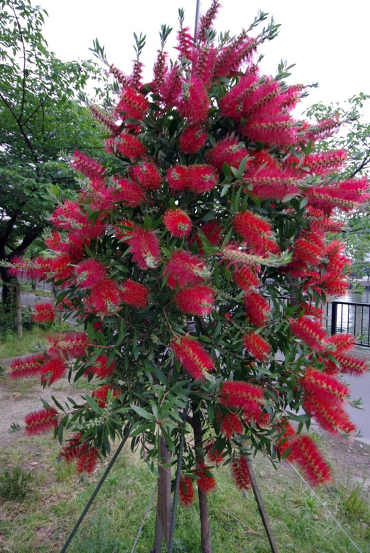 c0195327_17465542.jpg