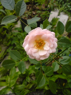 c0073332_14373721.jpg