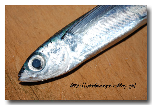 トビウオの捌き方 刺身用 大名下ろし 三枚に下ろすまで 魚屋三代目日記