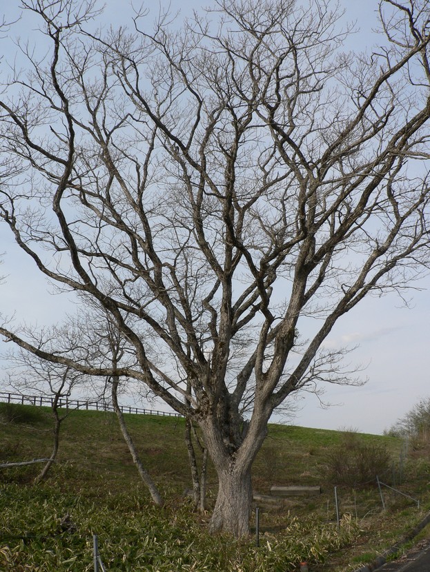 早池峰＋薬師岳三昧ができるところ_d0001843_0311670.jpg