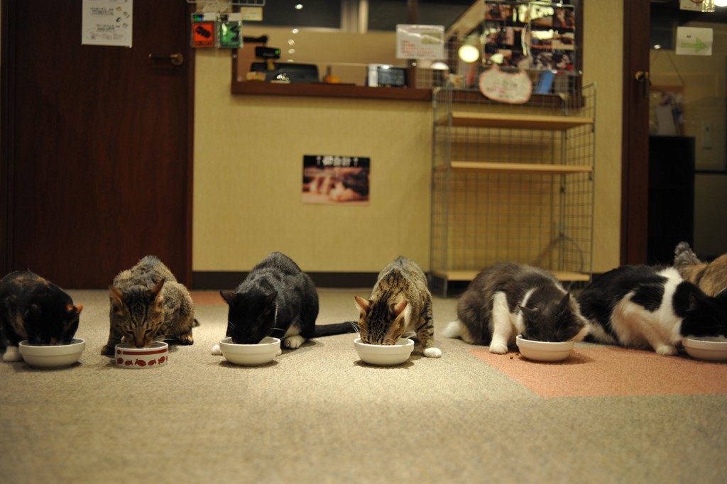 猫カフェ ねこの居る休憩所299 また会う日まで 猫カフェ ねこの居る休憩所299 また会う日まで