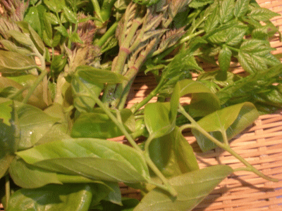 c0003064_1718382.gif