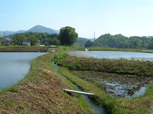 田植え。_c0033567_2134136.jpg