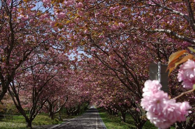 八重桜のトンネルと兼六園菊桜_f0146174_2340596.jpg