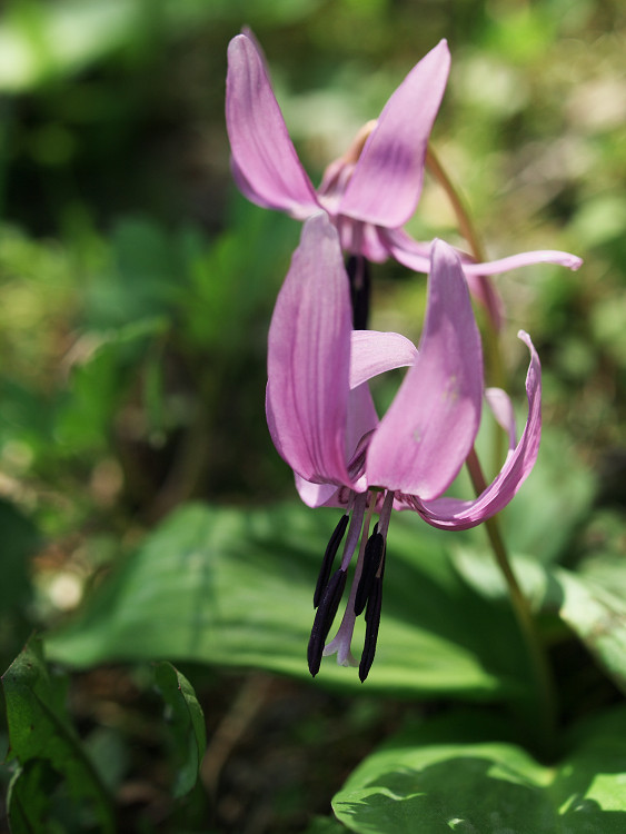 カタクリの花　#3_a0096177_20342824.jpg