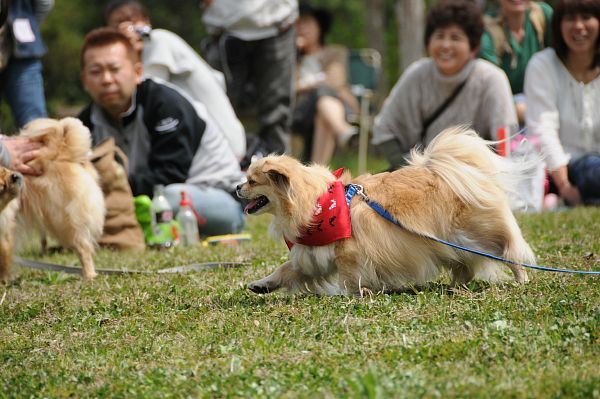 チベタンスパニエルオフ 139 ニマ_c0109780_16371643.jpg