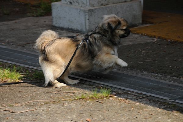 チベタンスパニエルオフ 141 ベリー_c0109780_1648538.jpg