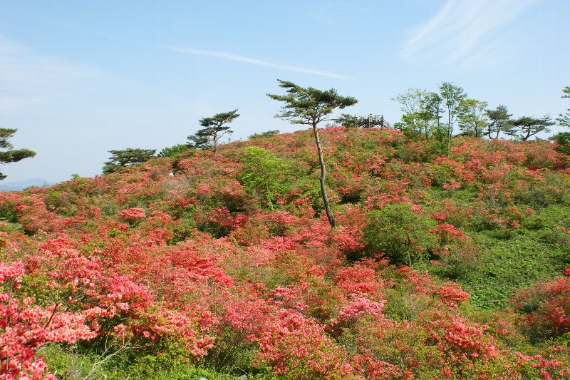 高柴山～満開のツツジ_f0170180_20404414.jpg