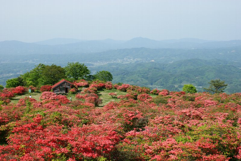 高柴山～満開のツツジ_f0170180_20413462.jpg