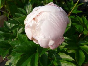 2009年5月20日 日がな肉体労働と役所_b0098584_7291050.jpg
