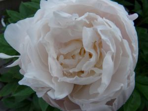 2009年5月20日 日がな肉体労働と役所_b0098584_7344083.jpg