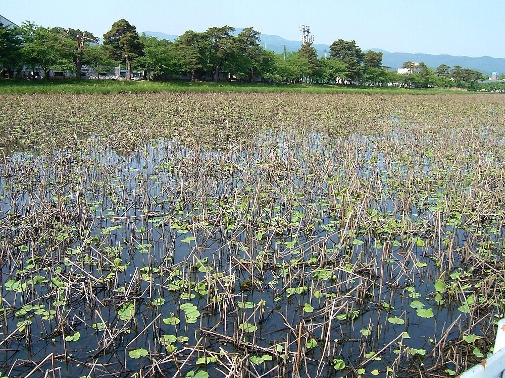 高田公園の北堀！_e0065084_064324.jpg