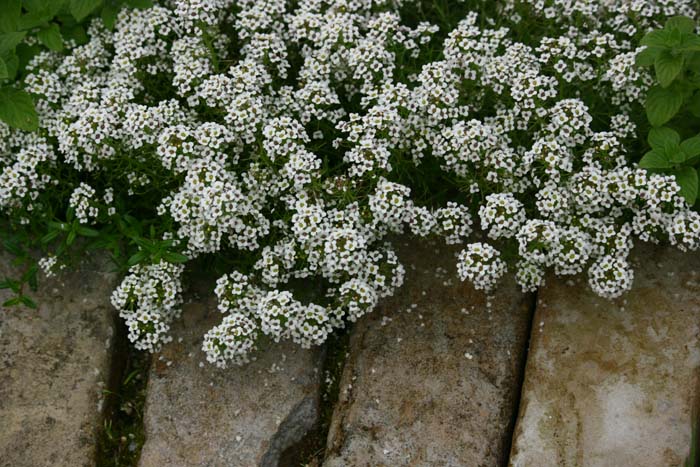 c0177785_5172179.jpg