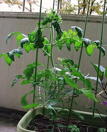 最近のベランダ菜園 暴れるトマト 結実したミニトマト 気まぐれ日記