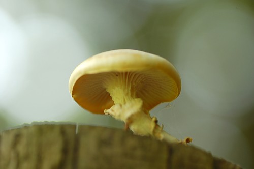 a0116088_9591443.jpg