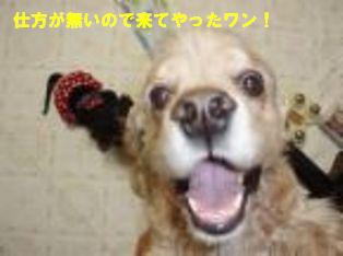 朝から☆犬ランチ（お尻）_f0194591_11313472.jpg