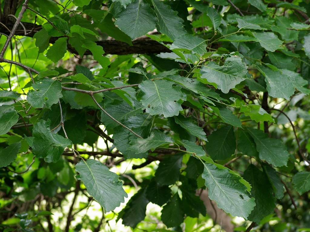 f0204094_16582358.jpg