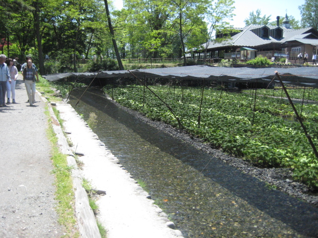 牛に引かれて…　名宿の旅　その２_e0105596_15353878.jpg