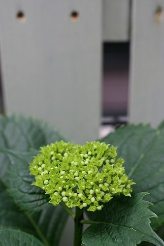 e0082098_72988.jpg