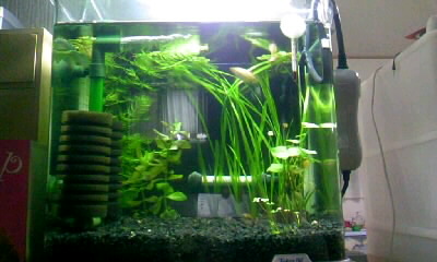 テトラrg 30 Surlamer Aqua