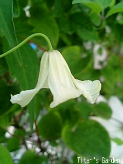 Clematis_b0099813_032576.jpg