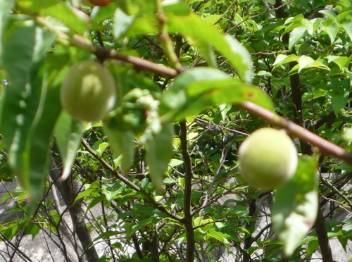 c0101713_13101384.jpg