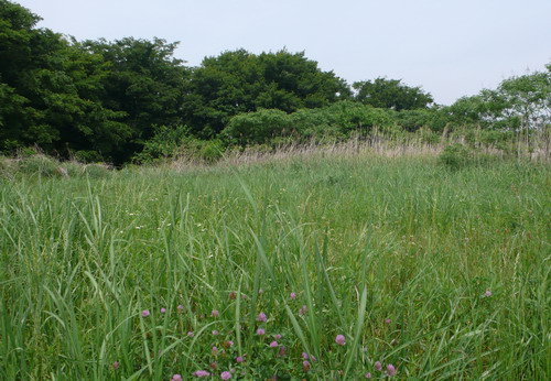 c0101713_1322275.jpg