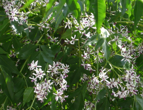 c0101713_1385018.jpg