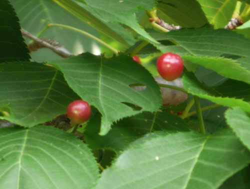 c0101713_1394723.jpg