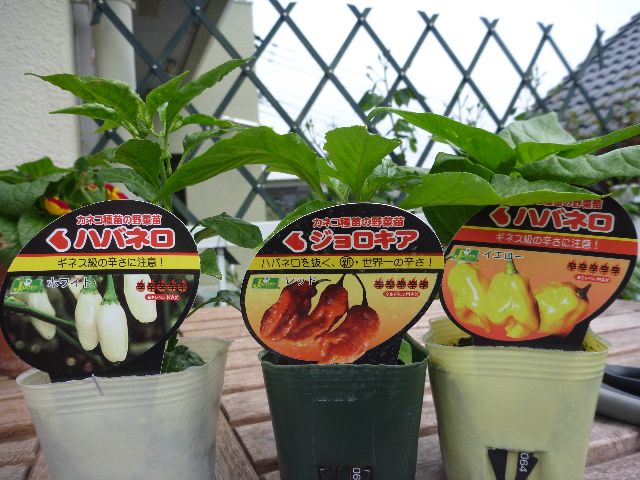 ハバネロとジョロキア_b0054727_2124655.jpg