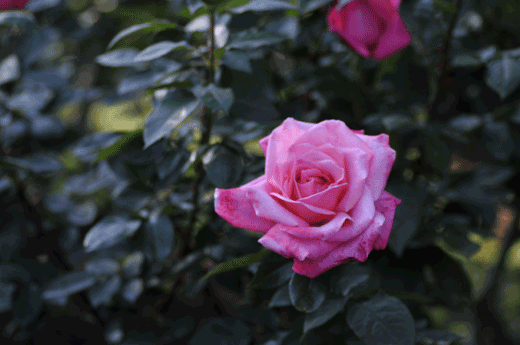 c0093046_23482881.gif