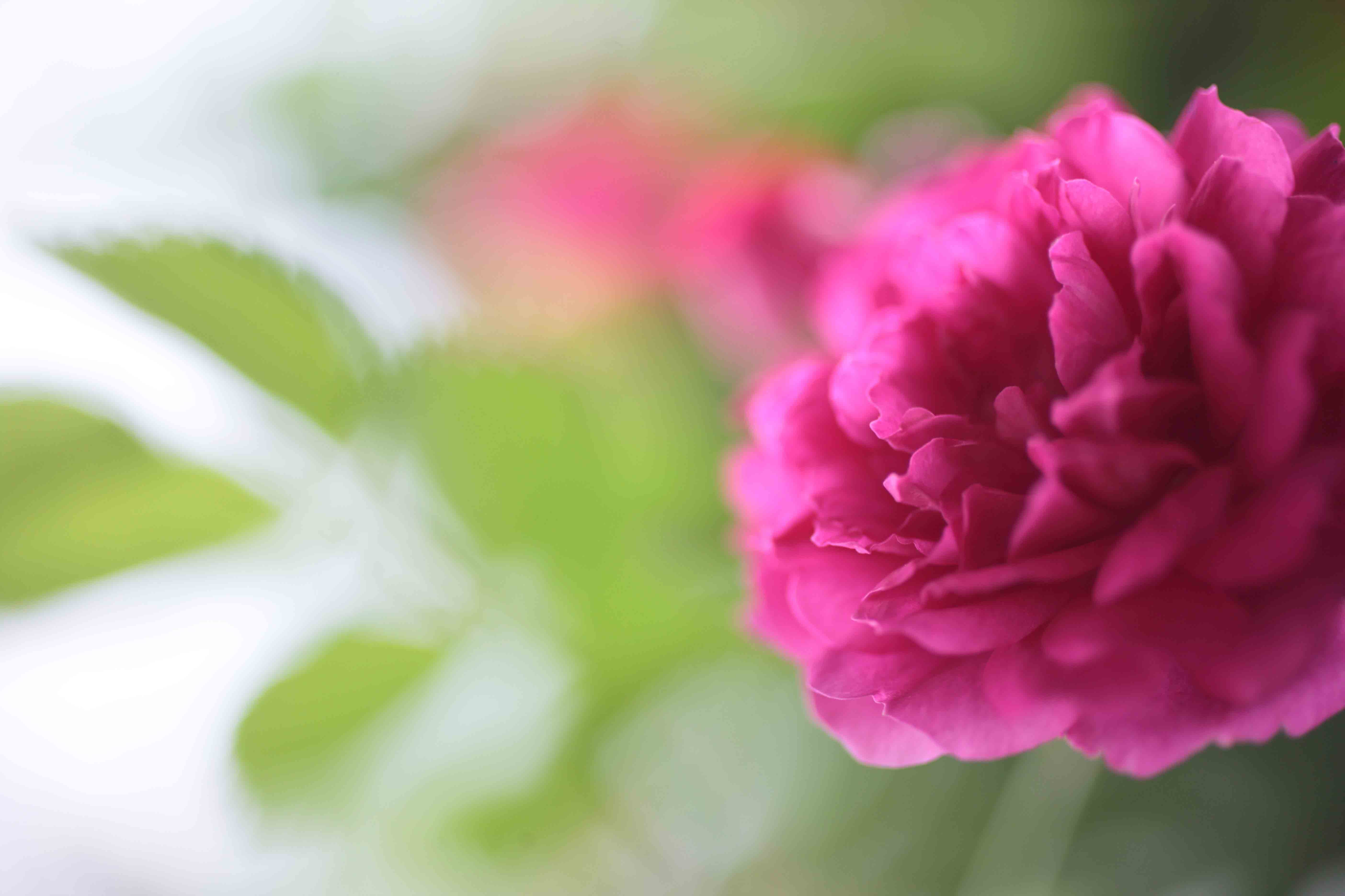 薔薇_c0187449_336694.jpg
