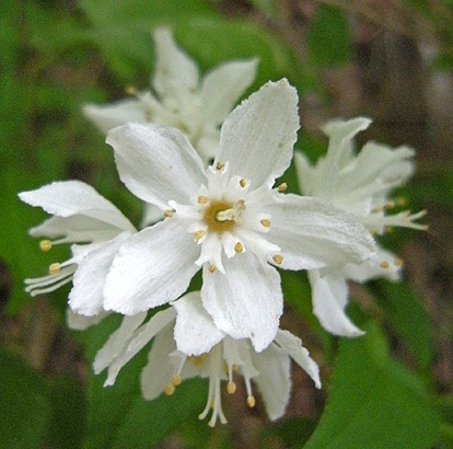 5月22日 5月の白い花 _a0001354_21392766.jpg