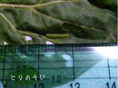 e0147757_20401530.jpg