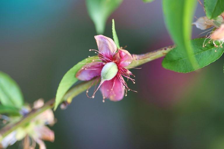 果物の花_f0106759_6502769.jpg