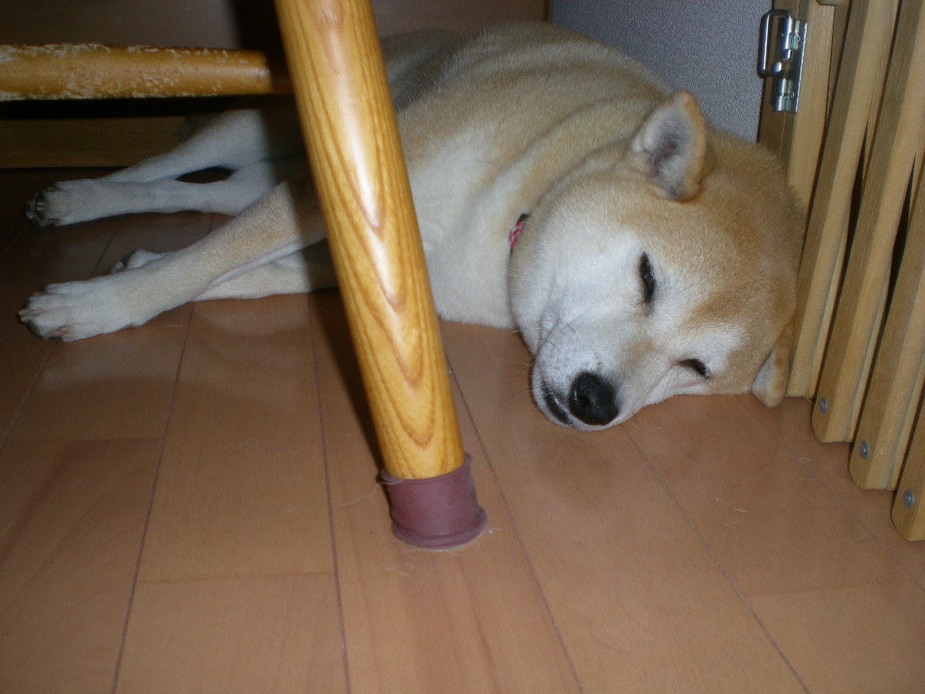 2009年5月22日(金)またしてもキョンに! ガ~~ン!_f0060461_2157182.jpg