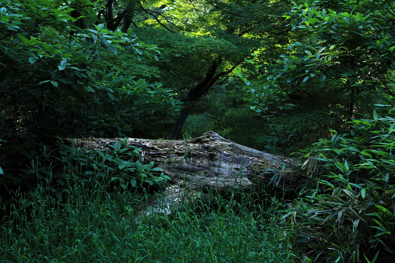 f0171065_351157.jpg